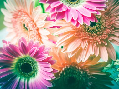Pembe gerbera papatya çiçeği buketi