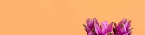 Lila Curcuma Siam Tulpenblüten Transparenter Vase Auf Orangefarbenem Hintergrund Web — Stockfoto