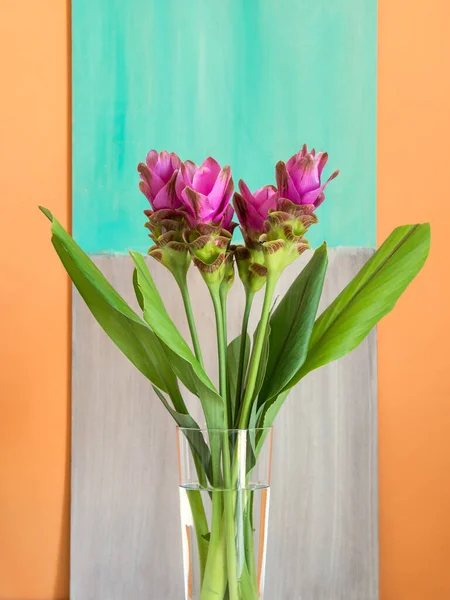 Purple turmeric flowers on orange background — Stock Photo, Image