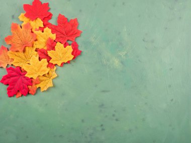 Çok renkli akçaağaç yaprakları koyu yeşil