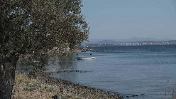 Ağacın arkasında deniz manzarası ve tekne görünüyor.