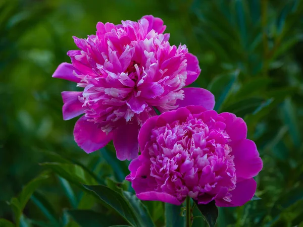 Blühende Rosa Pfingstrose Auf Dunkelgrünem Hintergrund — Stockfoto