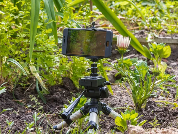 Time-lapse video filming of a flower by smartphone on the tripod