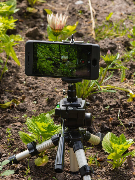 Time-lapse video filming of a flower by smartphone on the tripod