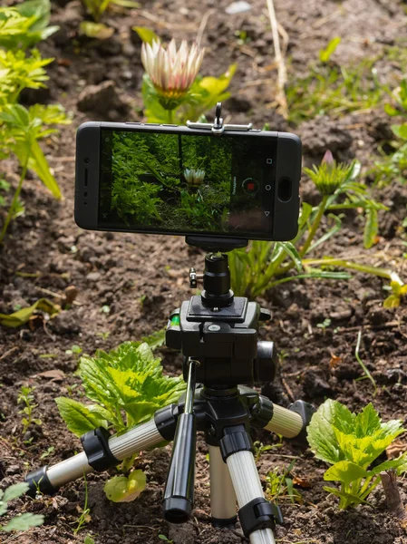 Časosběrné Video Natáčení Květiny Smartphone Stativ Stock Snímky