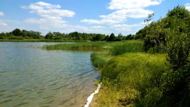 Roseau sur le bord du lac se pliant sous des coups de vent fort 