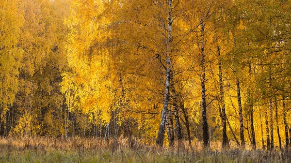 Осенний Осенний Сезон Золотой Березе — стоковое фото