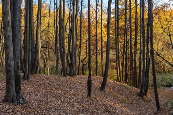 木の秋の季節の色 — ストック写真