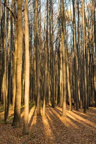 High Trunks Trees Illuminated Sun Autumn Wood — Stock Photo, Image