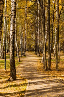 Altın birchwood sonbahar sonbahar sezon