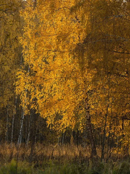 Осенний Осенний Сезон Золотой Березе — стоковое фото