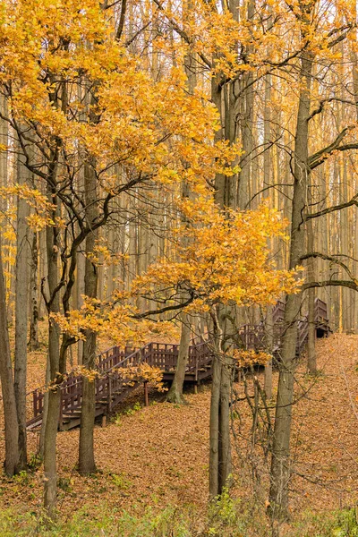 Cores Uma Estação Outono Outono Floresta — Fotografia de Stock