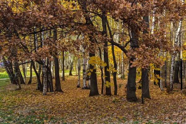 Цвета Осеннего Осеннего Сезона Осени Лесу — стоковое фото
