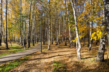 Altın birchwood sonbahar sonbahar sezon