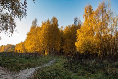 Altın birchwood sonbahar sonbahar sezon