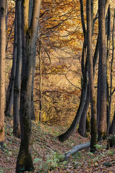 Colors Autumn Fall Season Wood — Stock Photo, Image