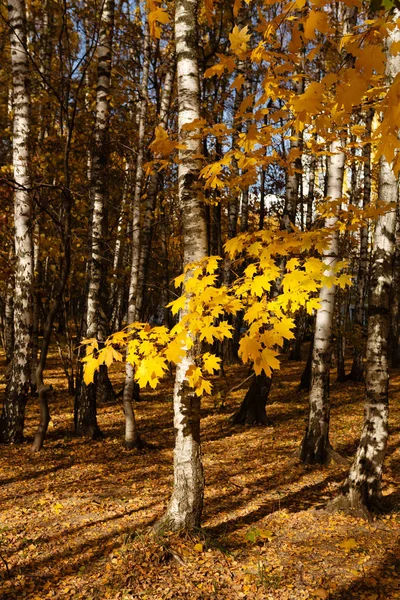 Цвета Осеннего Осеннего Сезона Осени Лесу — стоковое фото