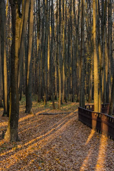 High Trunks Trees Illuminated Sun Autumn Wood — Stock Photo, Image