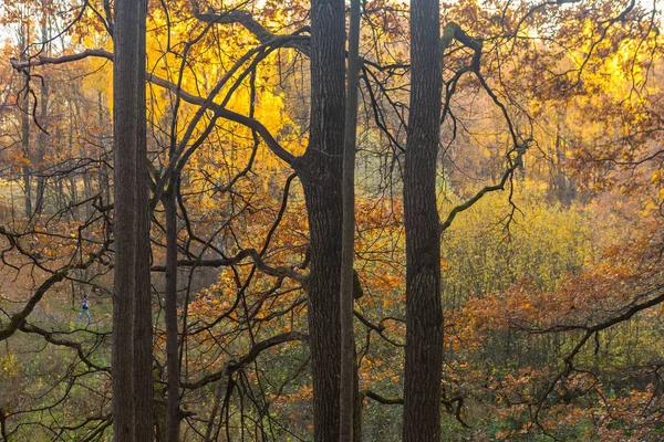Осенний Узор Золотых Листьев Ветвей Дуба — стоковое фото