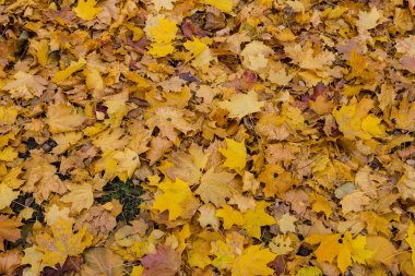 Çok renkli düşmüş bir akçaağaç yapraklarından kapsayan