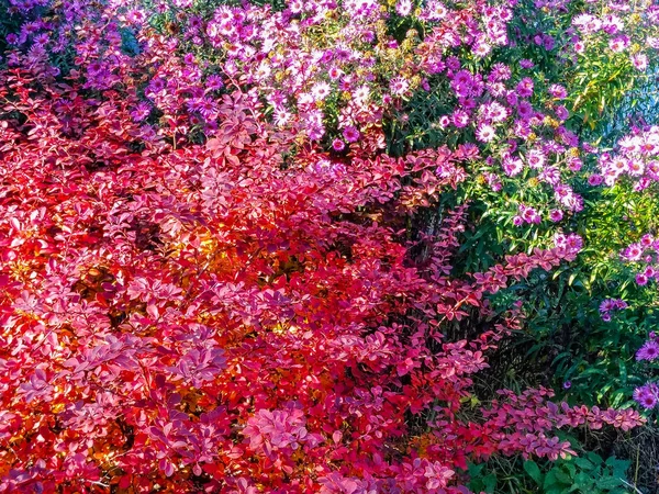 Herbstmuster Aus Blüten Und Roten Blättern — Stockfoto