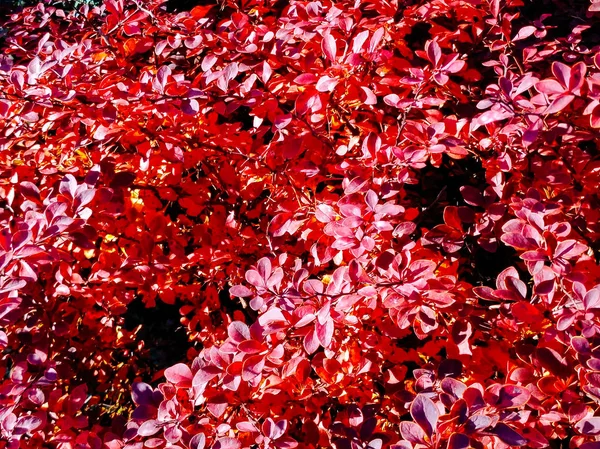 Autumn Pattern Multi Colored Leaves Bush — Stock Photo, Image