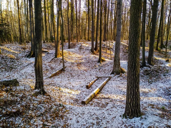 Première Neige Dans Forêt Sous Soleil Fin Automne — Photo