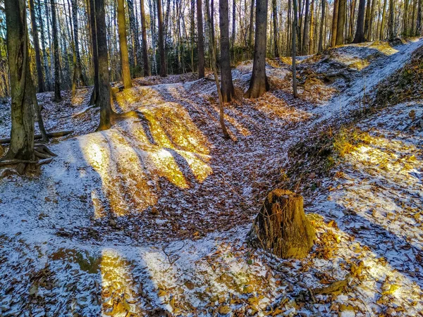 Première Neige Dans Forêt Sous Soleil Fin Automne — Photo