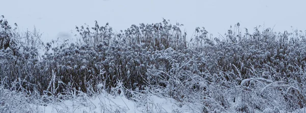 Tallos Secos Caña Cubiertos Nieve — Foto de Stock