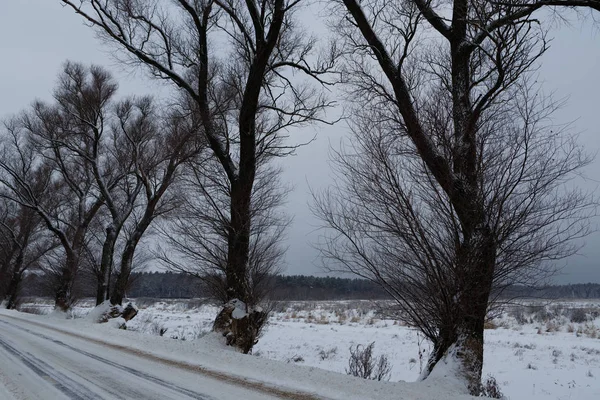 Vue Hivernale Des Ormes Anciens Poussant Long Route — Photo