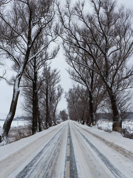 Зимний Вид Старых Вязов Растущих Вдоль Дороги — стоковое фото
