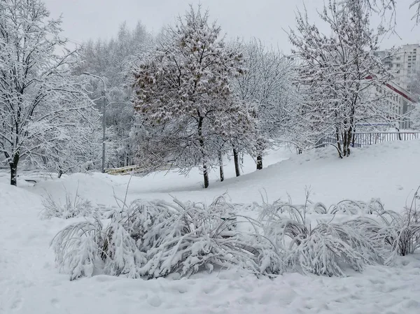 Paisaje Invernal Con Árboles Arbustos Cubiertos Nieve Después Una Fuerte —  Fotos de Stock