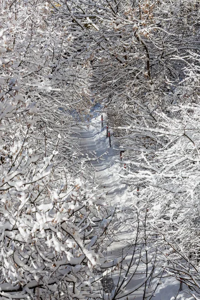 Kant Van Sneeuw Takken Van Bomen Een Zware Sneeuwval — Stockfoto