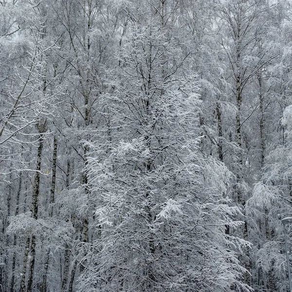 Кружева Ветвях Деревьев После Сильного Снегопада — стоковое фото