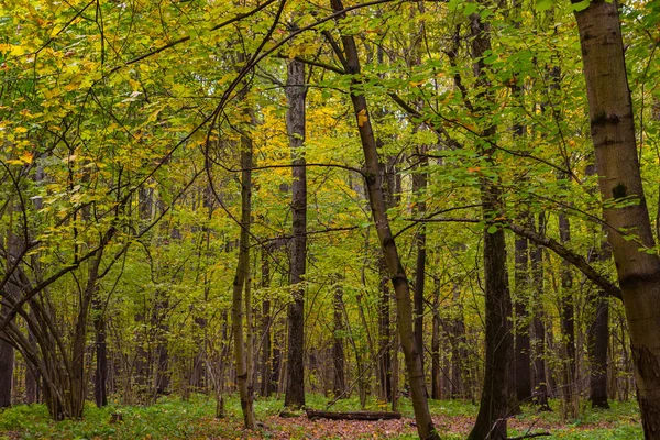 Forest landscape at the fall season — Stock Photo, Image