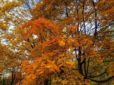 Çok renkli akçaağaç dalları 