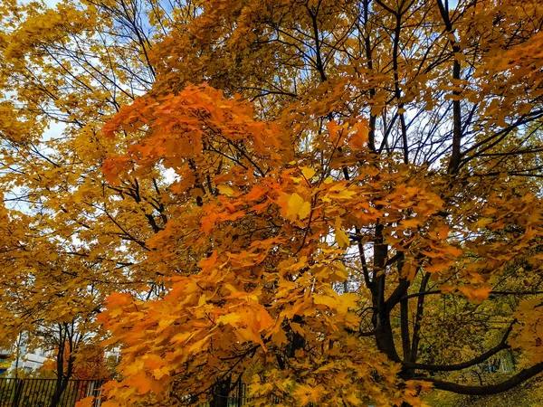 Çok renkli akçaağaç dalları 