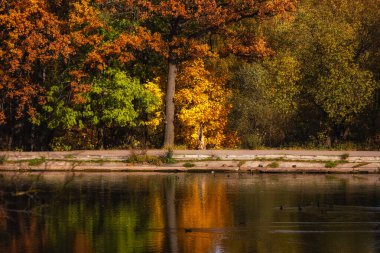 Sonbaharda suları yansıtan yaprak döken orman. 