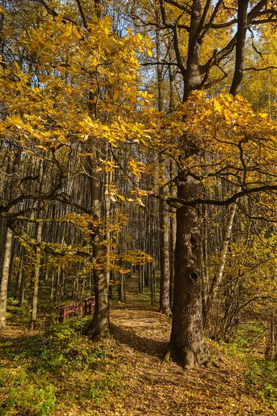 Путь в лиственный лес — стоковое фото