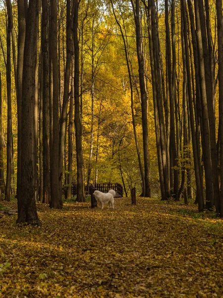 Собака на прогулке в осеннем лесу — стоковое фото