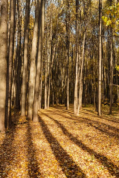 Long shadows from tall trees — Stock Photo, Image