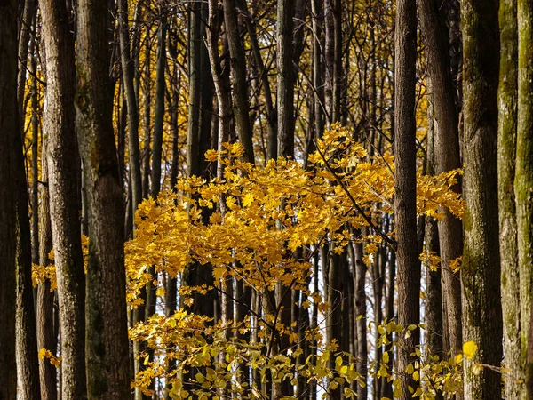 幹の背の高い木の間の小さなカエデ — ストック写真