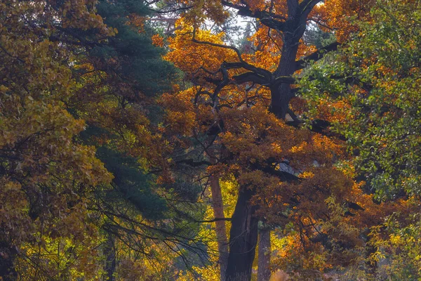 Осенний узор в лесу — стоковое фото