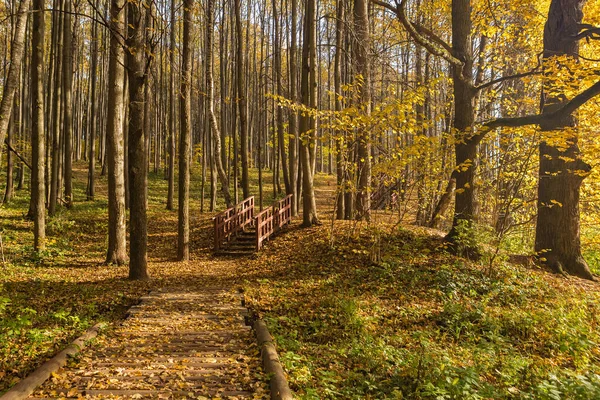 Path in the deciduous forest — Stock Photo, Image