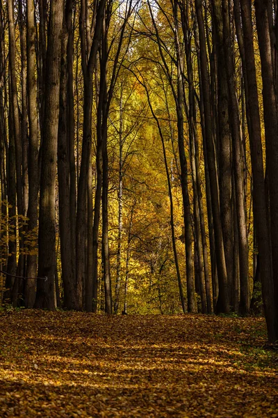 Autumn landscape in the park — Stock Photo, Image