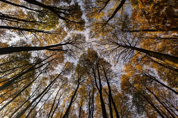 Bottom view of the tops of tall trees — Stock Photo, Image