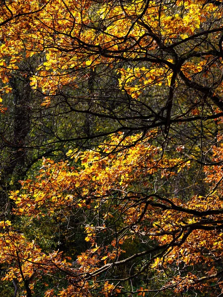 Осенний узор из листьев золота дуба — стоковое фото