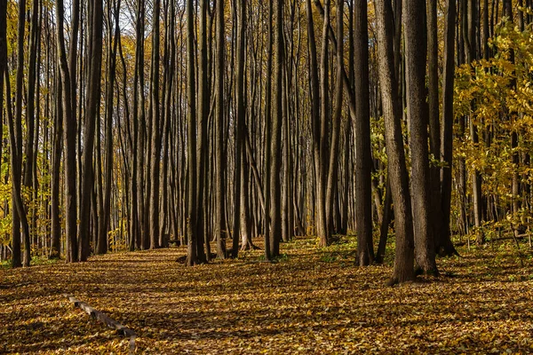 Long shadows from tall trees — Stock Photo, Image