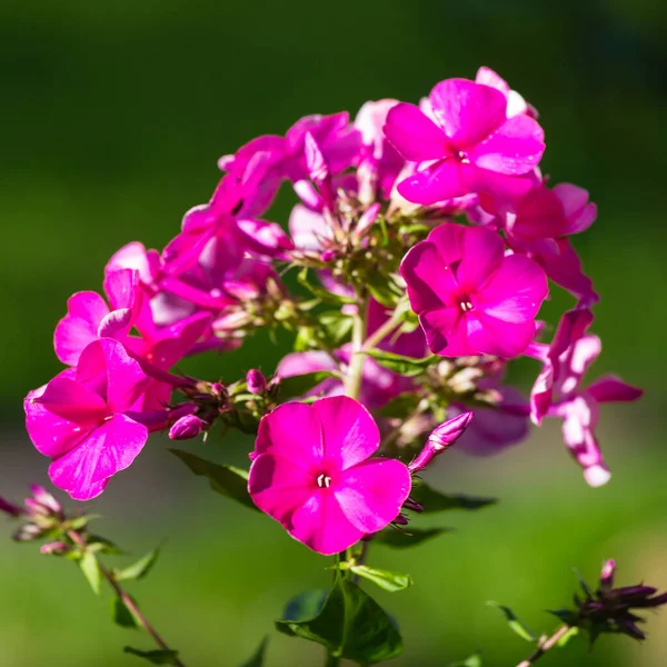 Blütenstand Von Rosa Phlox Auf Verschwommenem Grünem Hintergrund — Stockfoto