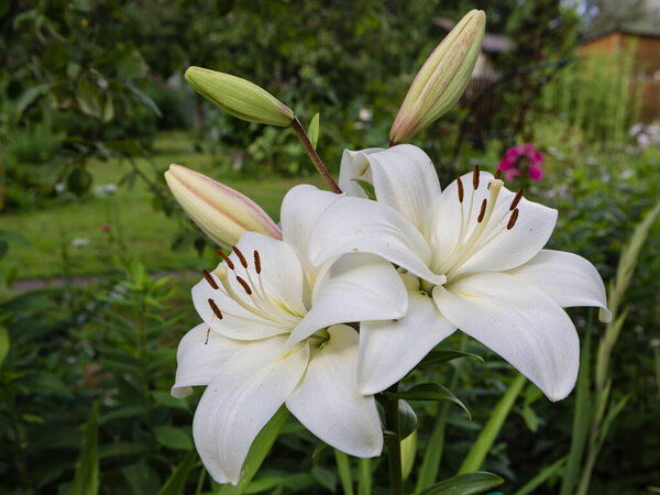 White lily buds and flowers growing in the garden
